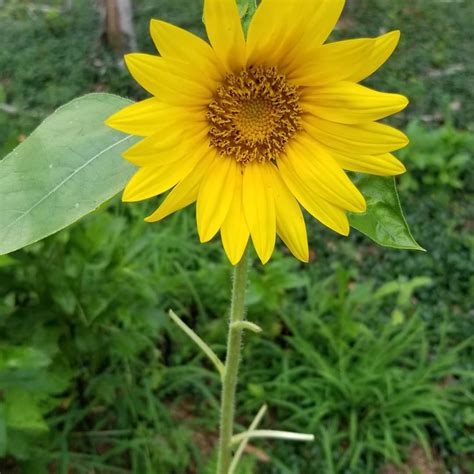 Spring Planting Workshop, 287 Lavender Ln, Altavista, VA 24517-4393 ...