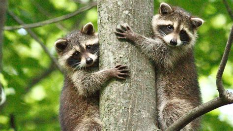 Treehuggers, beautiful moment, raccoons, Ontario, Canada | Windows ...