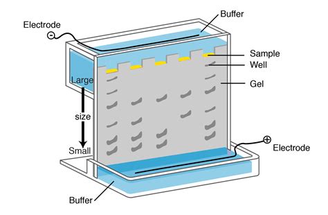 Gel Electrophoresis Diagram