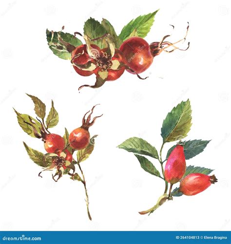 Watercolor Set of Dog Rose, Briar with Red Berries and Green Leaves, on White Background. Stock ...