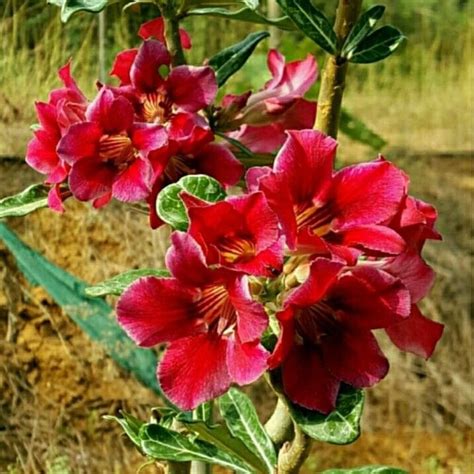 Crimson Flare Crispum Adenium Desert Rose Plant | myBageecha