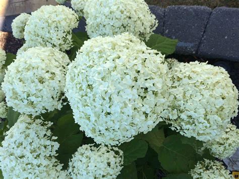 Incrediball hydrangea care | Pruning incrediball hydrangea
