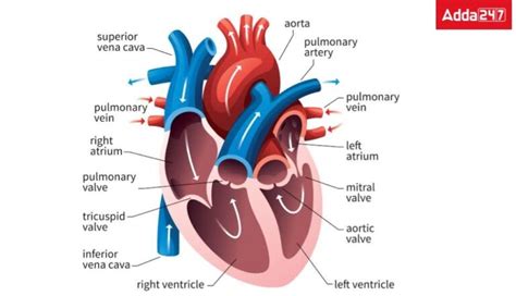 Human Heart Diagram, with labelling and Functions
