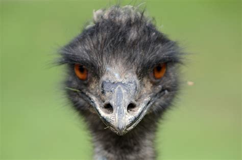 Ostrich: National Bird of Australia | Helo National