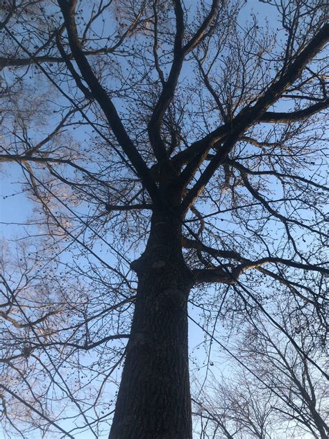 Image result for Happy ENT Tree