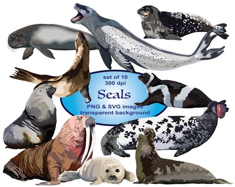 Seals Clip Art Animals Clipart Ocean Clipart SVG Clipart - Etsy Canada