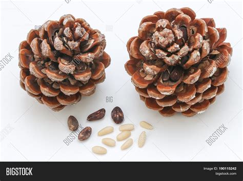 Pine Cone Seeds