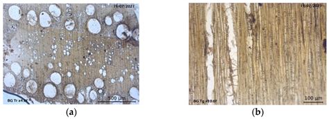 Timber Structures of Florence Cathedral: Wood Species Identification ...