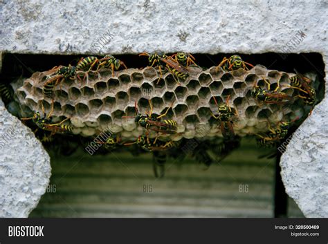 Wasp Nest Inside Wall Image & Photo (Free Trial) | Bigstock