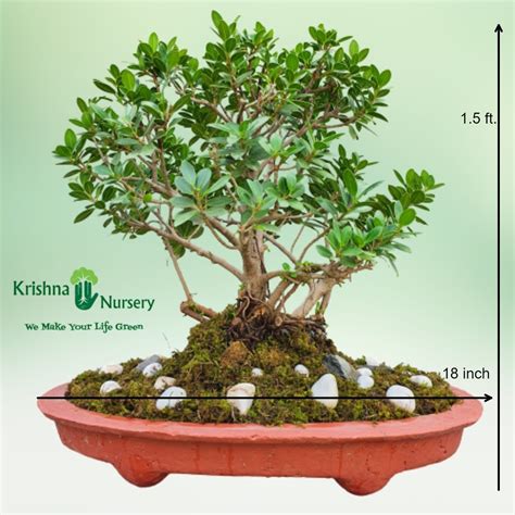 Miniature Jade Bonsai
