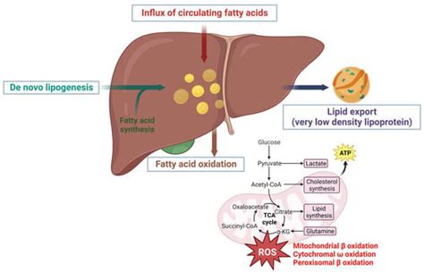 Crosstalk between Lipids and Non-Alcoholic Fatty Liver Disease