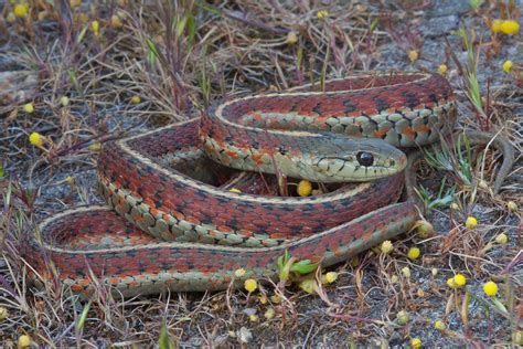 About Garter Snakes – Alan Francis Garter Snakes – updated 2023