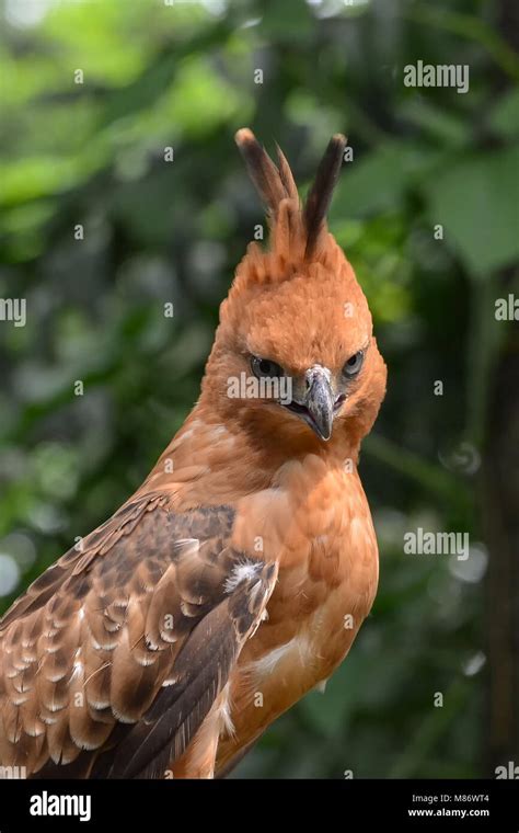 Java Animals 的图像结果