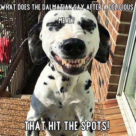 Hilarious Dog Jokes