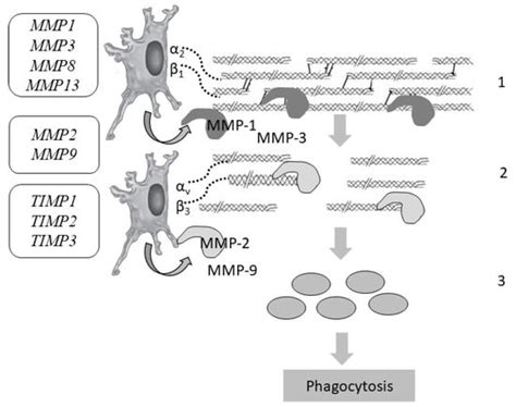 Genetic and Epigenetic Aspects of Skin Collagen Fiber Turnover and ...