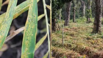 Negotiated Dealing System-Order Matching (NDS-OM) Platform – GKToday