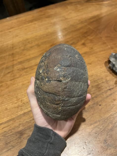Need help identifying this rock looks like a giant egg sounds hollow : r/fossils