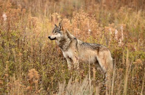 Image result for Introduction of Wolves in Yellowstone