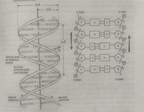 DNA Modell 的图像结果