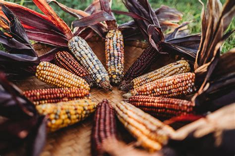 Native American Corn - Thresh Seed Co.