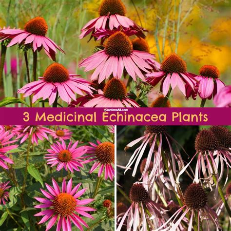 Medicinal Echinacea Plants: The 3 Most Popular Varieties - GardensAll