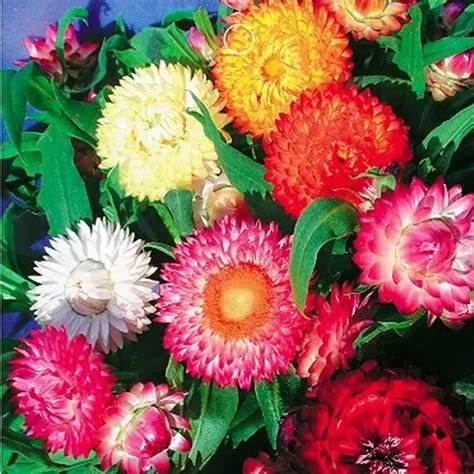 how to grow helichrysum mixed
