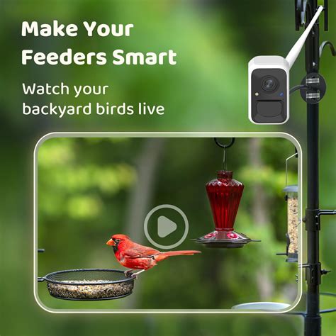 NETVUE Birdfy〓 Pro Bird Feeder with Camera, Wider Perch DIY Add o 並行輸入品 ...