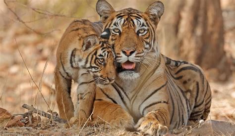 Sustainable Finance for Tiger Landscapes Conference (SFTLC) | Current ...