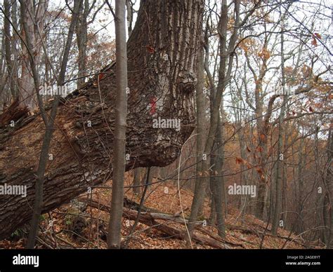 Image result for Tree Ent