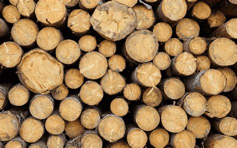 Tree Felling Methods 的图像结果