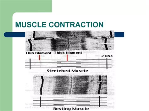 Anatomy of musculoskeletal system | PPTX