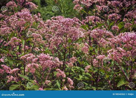 Plant Pink Joe Pye with Unbroken Buds, Close-up. Stock Photo - Image of ...