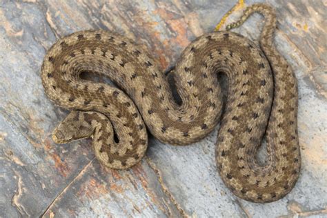 Image result for Viper Tutorial