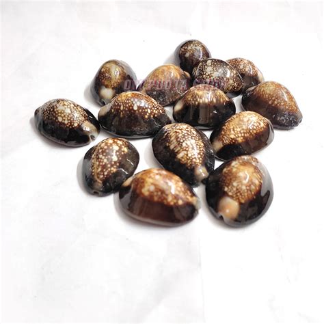 Black Cowry | Kala Kaudi | Black Kaudi Kowdi Kaali Cowrie