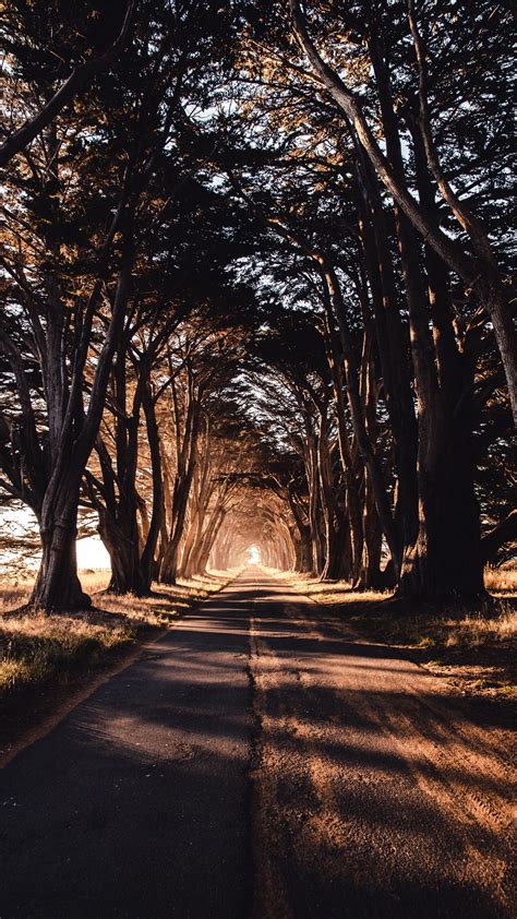 Download wallpaper 1080x1920 road, trees, shadow samsung galaxy s4, s5 ...
