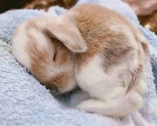 Image result for cute baby bunny sleeping