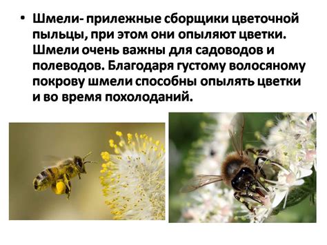 Шмель - Презентации по биологии