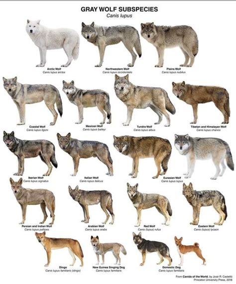 Types of wolves – Artofit