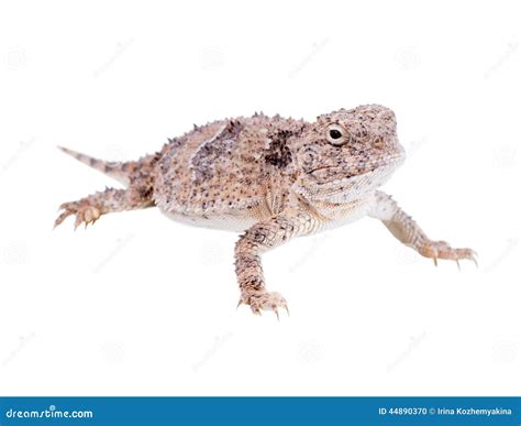 The Desert Horned Lizard (Phrynosoma Platyrhinos) Isolated on W Stock ...