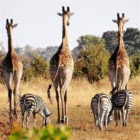 Zebras And Giraffes Together