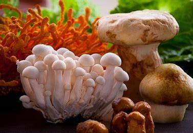 蘑菇(食用真菌名称)_360百科
