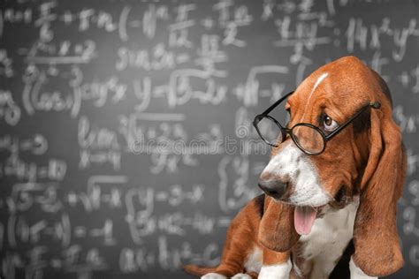 Image result for Math Dog