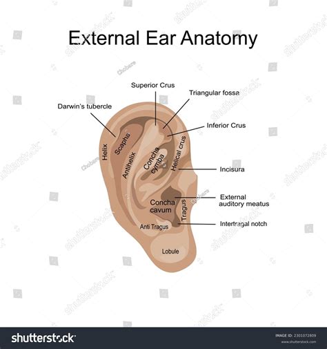 Triangularis Anatomy