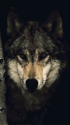 Black Alpha Wolf Wallpaper by Alpha Wolf Wallpapers Wallpaper Cave Black Alpha Wolf Wallpaper