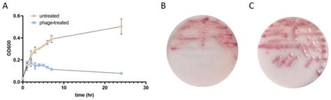 Bacteriophage Treatment Induces Phenotype Switching and Alters ...