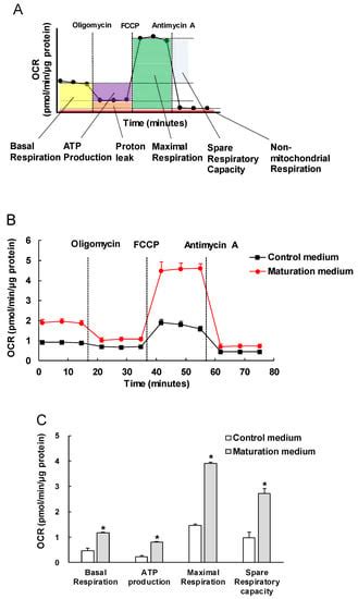 Fatty Acid-Treated Induced Pluripotent Stem Cell-Derived Human ...