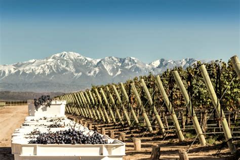 Sweet Cheeks 2021 Malbec (Rogue Valley) Rating and Review | Wine Enthusiast