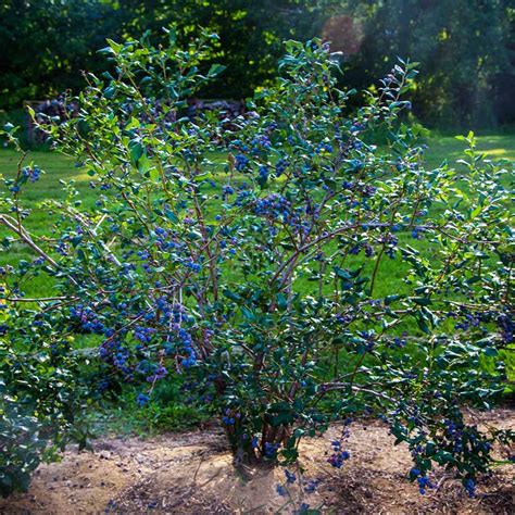 USDA Organic Sweetheart Blueberry Bushes for Sale