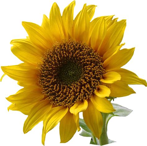 sunflower是什么意思中文翻译真的好吗价格