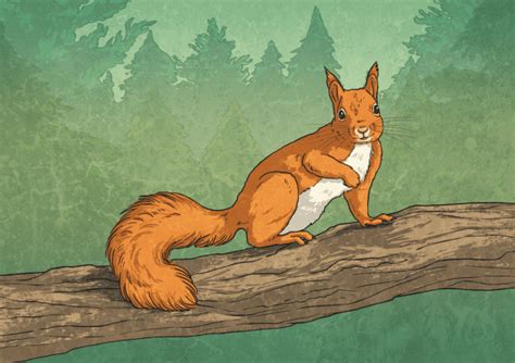 Main Clause | Main Clause Sentence Examples | Twinkl